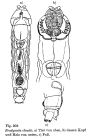 Bradyscela clauda