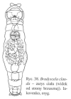 Bradyscela clauda