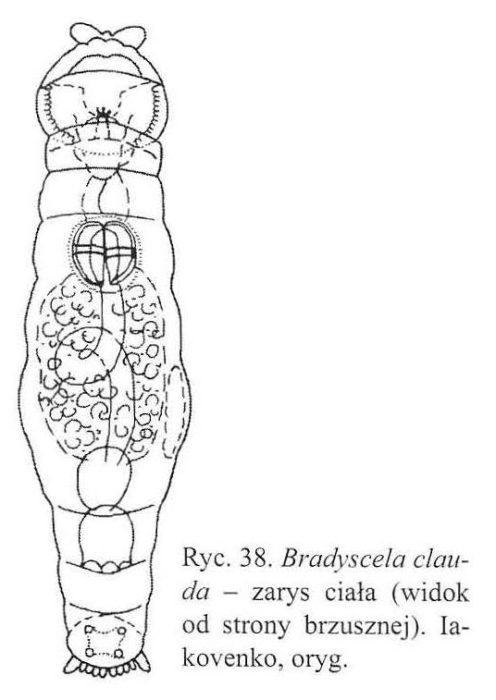 Bradyscela clauda Bradyscela clauda