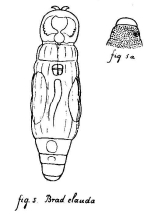 Bradyscela granulosa