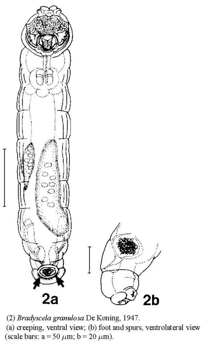 Bradyscela granulosa