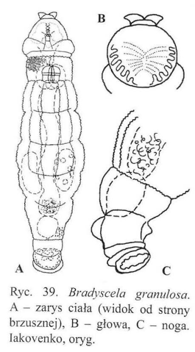 Bradyscela granulosa
