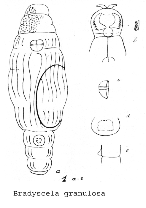 Bradyscela granulosa - Original description image