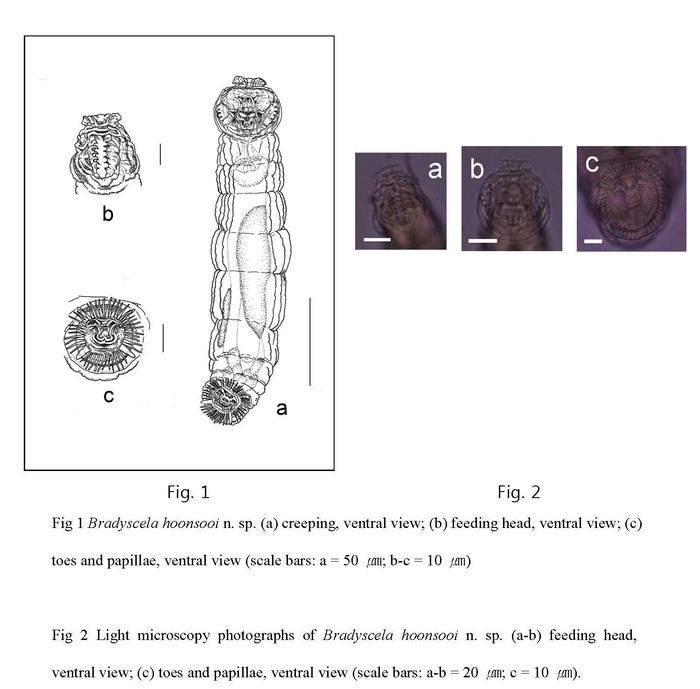 Bradyscela hoonsooi - Original description image