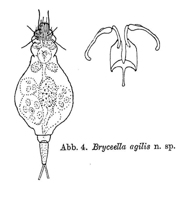 Bryceella agilis - Original description image