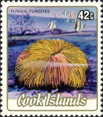 Fungia fungites Fungia fungites