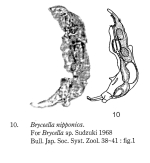 Bryceella nipponica - Original description image