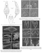 Bryceella perpusilla - Original description image