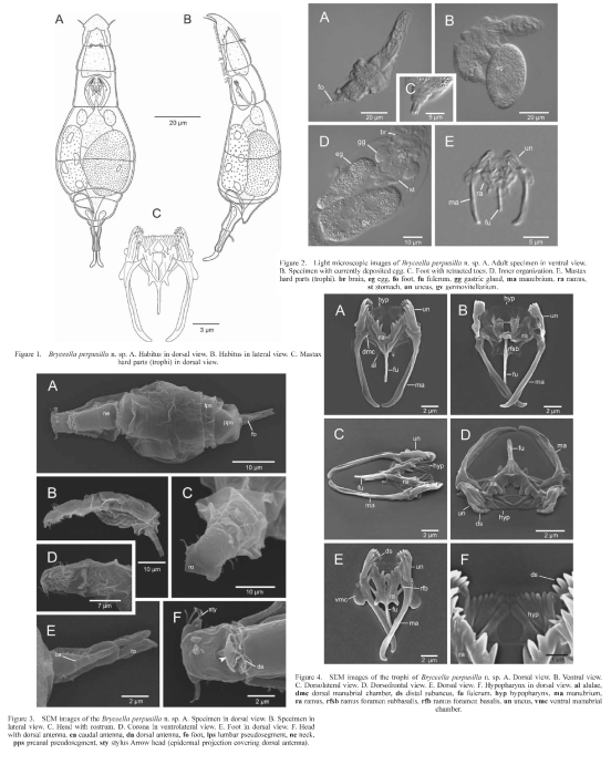 Bryceella perpusilla - Original description image