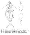 Bryceella stylata