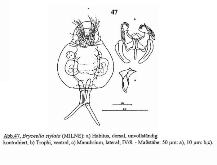 Bryceella stylata