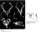 Bryceella stylata