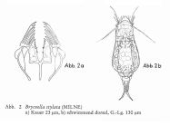 Bryceella stylata