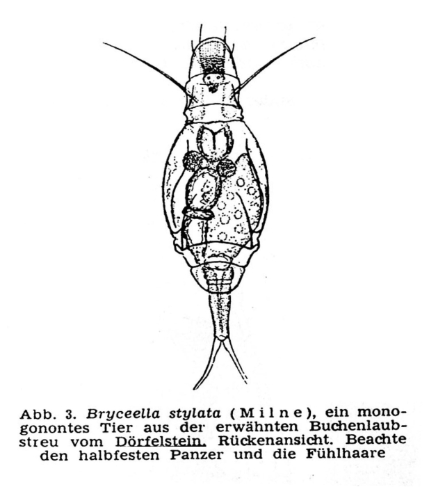 Bryceella stylata