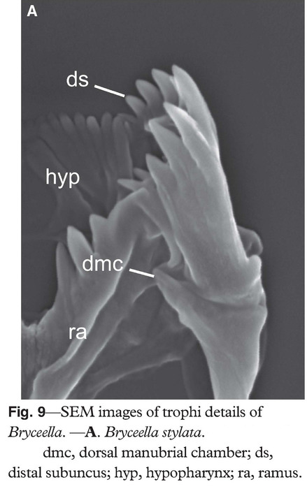 Bryceella stylata