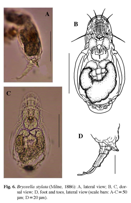 Bryceella stylata
