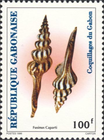 Fusinus caparti Fusinus caparti