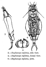 Bryceella stylata - Original description image