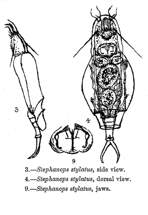 Bryceella stylata