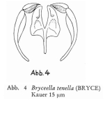 Bryceella tenella