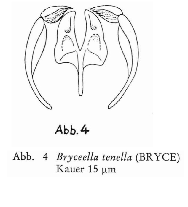 Bryceella tenella