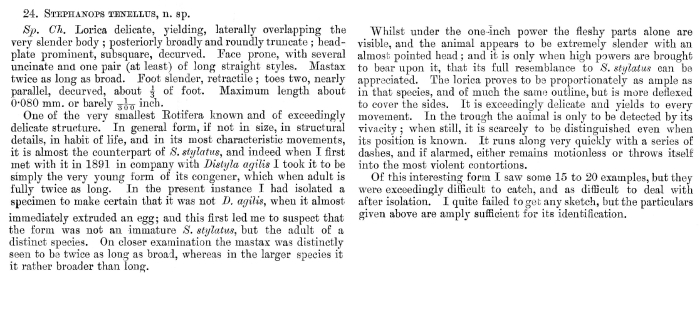 Bryceella tenella - Original description image