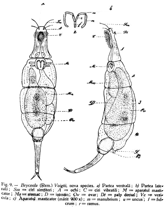 Bryceella voigtii - Original description image
