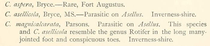 Callidina asellicola - Original description image