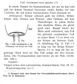 Callidina bachmanni - Original description image