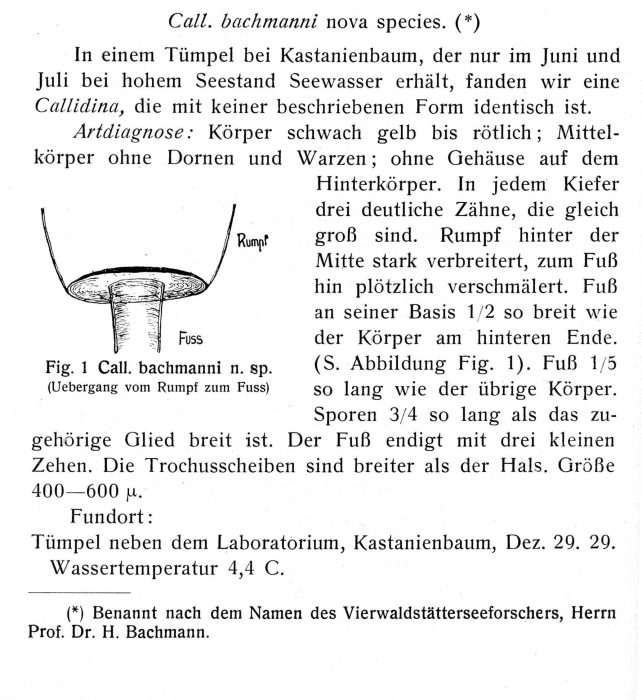Callidina bachmanni - Original description image