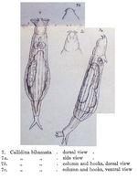 Callidina bihamata - Original description image