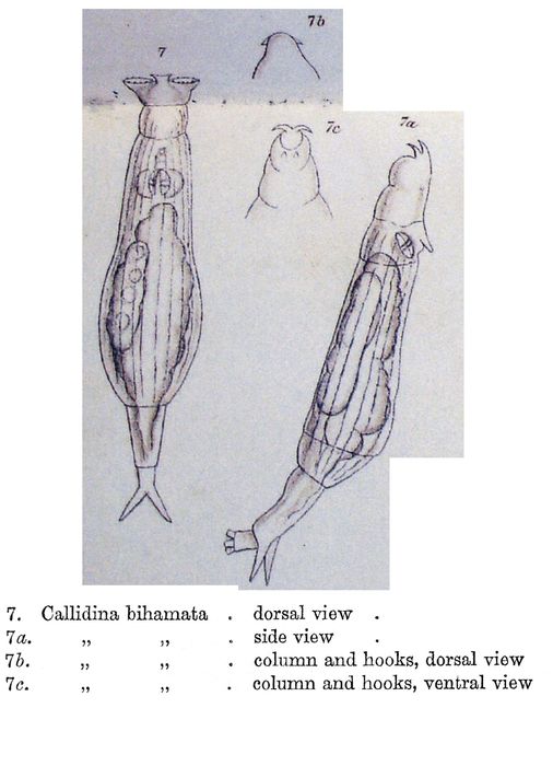 Callidina bihamata - Original description image
