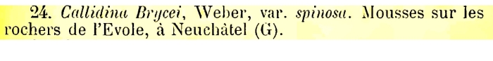 Callidina brycei var. spinosa - Original description image