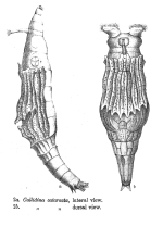 Callidina cataracta - Original description image