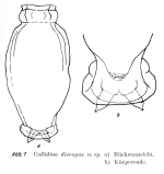 Callidina discopus - Original description image