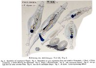 Callidina elegans