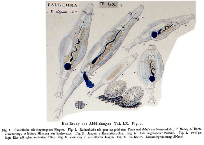 Callidina elegans