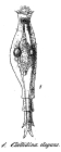 Callidina elegans