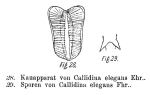 Callidina elegans