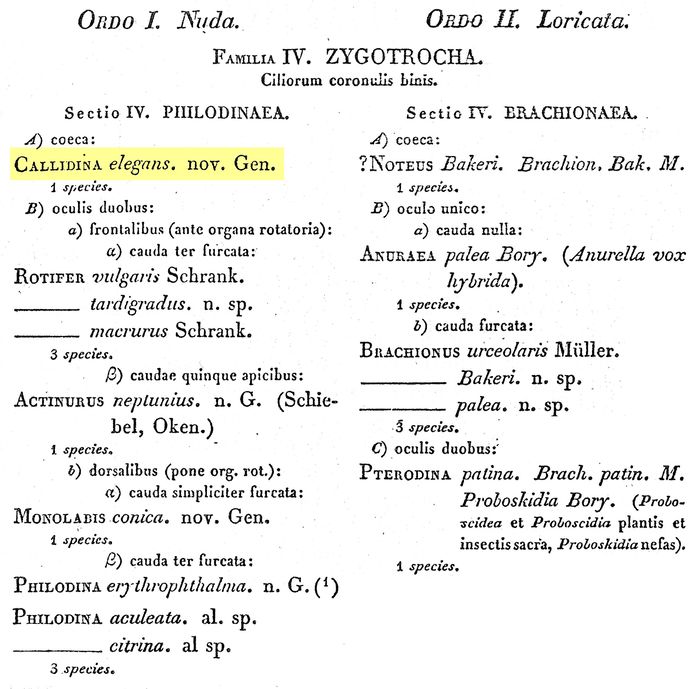 Callidina elegans - Original description image