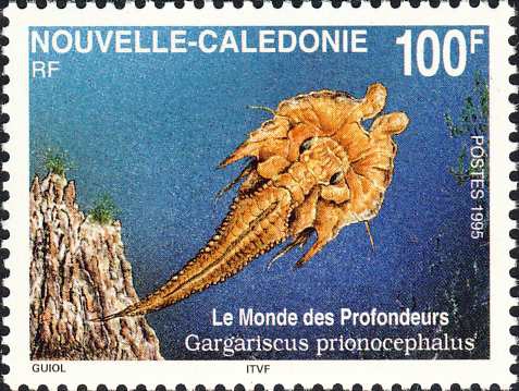 Gargariscus prionocephalus Gargariscus prionocephalus