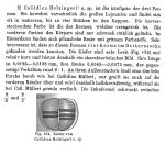 Callidina holzingeri - Original description image