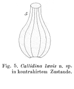 Callidina laevis - Original description image