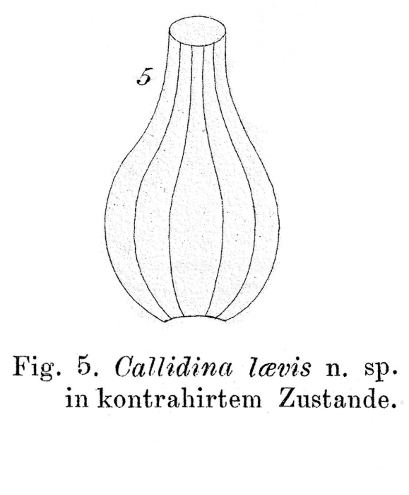 Callidina laevis - Original description image