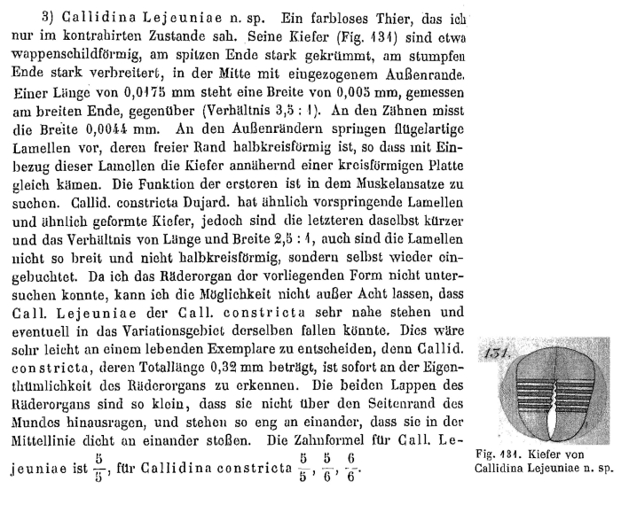 Callidina lejeuniae - Original description image