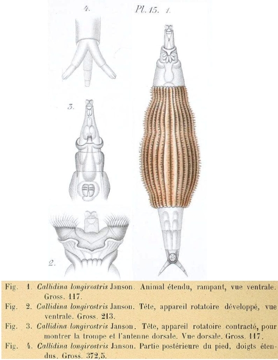 Callidina longirostris