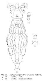 Callidina longirostris