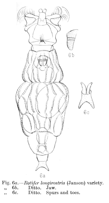 Callidina longirostris