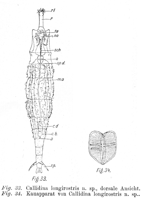 Callidina longirostris - Original description image