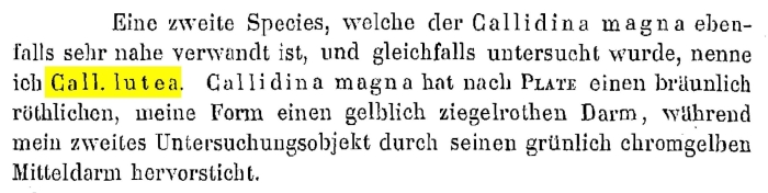 Callidina lutea - Original description image